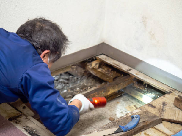 Best Commercial Mold Removal  in Orchard City, CO