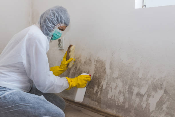 Best Attic Mold Removal  in Orchard City, CO