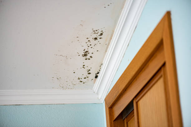 Best Attic Mold Removal  in Orchard City, CO