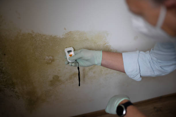 Best Mold Damage Repair  in Orchard City, CO