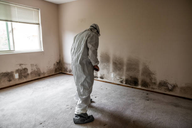 Best Residential Mold Removal  in Orchard City, CO