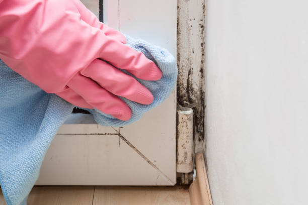 Best Professional Mold Removal  in Orchard City, CO